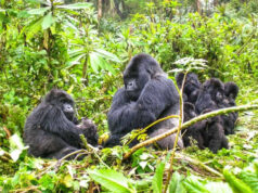 Mountain Gorilla Population Exceeds 1000 Rwanda Mountain Gorillas
