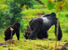 Exploring the Magical Kingdom of Mountain Gorillas Alpha Mountain Gorilla