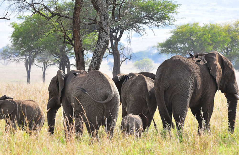 What to Expect on a Wildlife Safari in Uganda