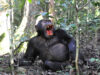 4 Off the Beaten Path Adventures in Uganda Wild Chimpanzee in Uganda