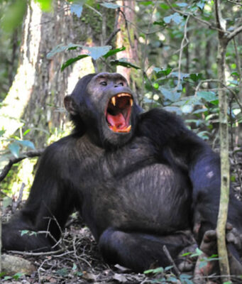 4 Off the Beaten Path Adventures in Uganda Wild Chimpanzee in Uganda